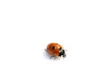 Close Up of A Ladybird Ladybug On White Background