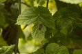 close-up: ladybird larva on common hop leaf Royalty Free Stock Photo