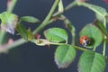 Close-up of a ladybird that is perched on a branch of a rose bush Royalty Free Stock Photo