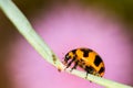 Close up of ladybird on pink background