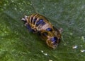 Close up of a ladybird pupae on a leaf in a garden in Suffolk