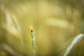 Close up of ladybird sitting on plant Royalty Free Stock Photo