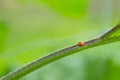 Close up of ladybird sitting on plant Royalty Free Stock Photo