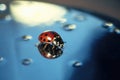 Ladybug on Blue Surface with Water Droplets Royalty Free Stock Photo