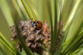 Close Up Of A Ladybug At Amsterdam The Netherlands 26-3-2021 Royalty Free Stock Photo