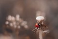 Close up of a ladybug beetle on a dried dandelion flower on a background of blurred field with flowers. Macro photo in warm colors Royalty Free Stock Photo