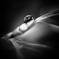 Close up of a ladybug in black and white