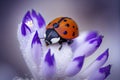 Close up of ladybug on blooming purple crocus flower in snow Royalty Free Stock Photo