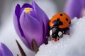 Close up of ladybug on blooming purple crocus flower in snow Royalty Free Stock Photo