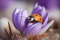 Close up of ladybug on blooming purple crocus flower in snow Royalty Free Stock Photo