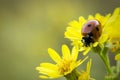 Close-up ladybug Coccinellidae on narrow-leaved ragwort Senecio inaequidens