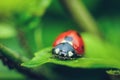 Close up of ladybug in nature.