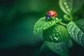 A close-up of a ladybug delicately perched on a young leaf, shot against a blurred background of lush greenery.