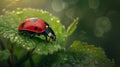 Close-up of a ladybug on a dewy leaf in a natural setting Royalty Free Stock Photo