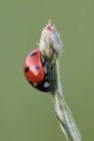 Close-up of ladybug on flower bud Royalty Free Stock Photo