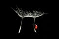 Close-up ladybug flying on two dandelion seeds with water drops