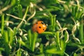 Close Up of ladybug on grass Royalty Free Stock Photo