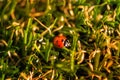Close Up of ladybug on grass Royalty Free Stock Photo
