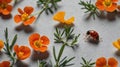 Orange flowers and a ladybug crawling on a gray textured background in a minimalist style. Royalty Free Stock Photo