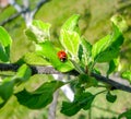 Close up ladybug on green leaf on tree branch