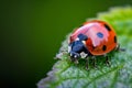 Close-up of a ladybug on a leaf,close up Royalty Free Stock Photo