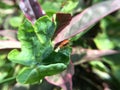 Ladybug leaf isolated spring summer background