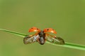 Close up of ladybug with opened wings