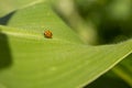 Close-up of a ladybug perched on a dew-covered green leaf Royalty Free Stock Photo