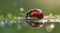 Ladybug Adorned with Dew Drops on a Leaf, Reflecting in Morning Light Royalty Free Stock Photo