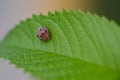 Close up ladybug perched on a green leaf Royalty Free Stock Photo