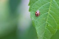 Close up ladybug perched on a green leaf, Royalty Free Stock Photo