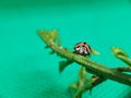 Close-up of ladybug photo Royalty Free Stock Photo