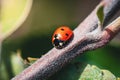 Close-up of a ladybug resting on a small tree branch in natural sunlight Royalty Free Stock Photo