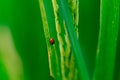 Close up ladybug with rice leaves and green soft focus background Royalty Free Stock Photo