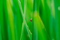 Close up ladybug with rice leaves and green soft focus background Royalty Free Stock Photo