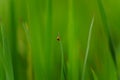 Close up ladybug with rice leaves and green soft focus background Royalty Free Stock Photo