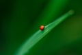 Close up ladybug with rice leaves and green soft focus background Royalty Free Stock Photo