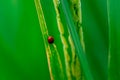 Close up ladybug with rice leaves and green soft focus background Royalty Free Stock Photo