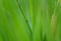 Close up ladybug with rice leaves and green soft focus background Royalty Free Stock Photo