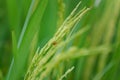 Close up ladybug with rice leaves and green soft focus background Royalty Free Stock Photo