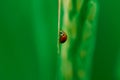 Close up ladybug with rice leaves and green soft focus background Royalty Free Stock Photo