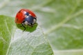 Ladybug sitting on green leaf Royalty Free Stock Photo