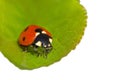 Close up of ladybug sitting on green leaf Royalty Free Stock Photo