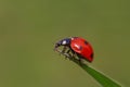 Close up of ladybug sitting on blade Royalty Free Stock Photo