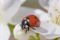 Close up of ladybug sitting on white blossoming