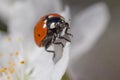 Close up of ladybug on white cherry tree blossoming Royalty Free Stock Photo