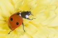 Close up of ladybug sitting on yellow flower Royalty Free Stock Photo