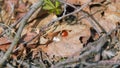 Ladybug In Spring. Symbolizing Life Amidst Decay. Ladybug On Leaves. Steadicam Shot.