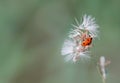 ladybug that travels on dandelion fluffs