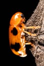A close up of a ladybug on a tree. Macro